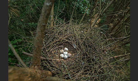 Sperber (Accipiter nisus)