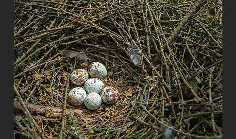 Sperber (Accipiter nisus)