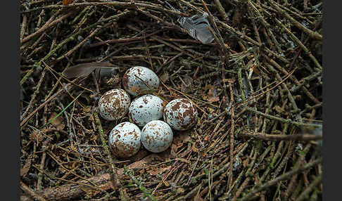 Sperber (Accipiter nisus)