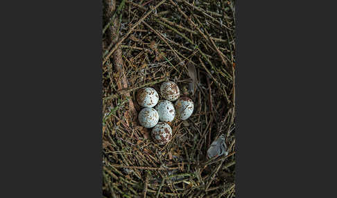 Sperber (Accipiter nisus)