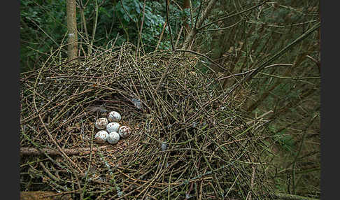 Sperber (Accipiter nisus)