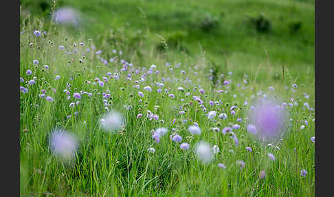 Acker-Witwenblume (Knautia arvensis)