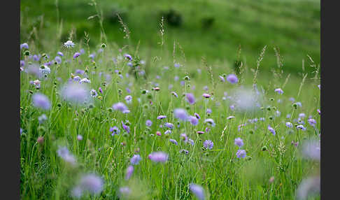 Acker-Witwenblume (Knautia arvensis)