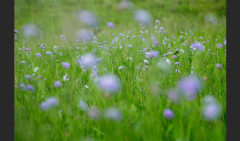 Acker-Witwenblume (Knautia arvensis)