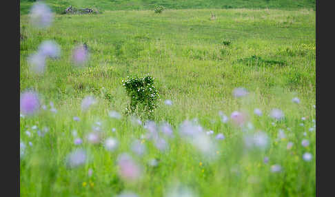 Acker-Witwenblume (Knautia arvensis)