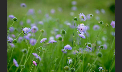 Acker-Witwenblume (Knautia arvensis)