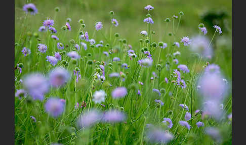 Acker-Witwenblume (Knautia arvensis)