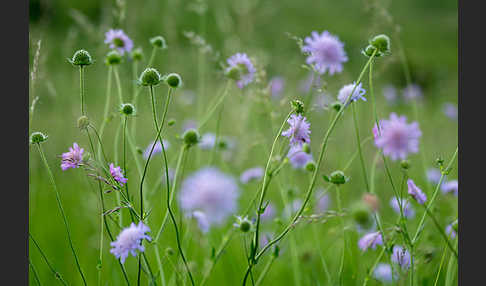 Acker-Witwenblume (Knautia arvensis)