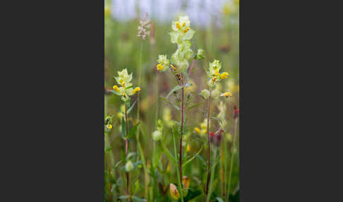 Großer Klappertopf (Rhinanthus angustifolius)