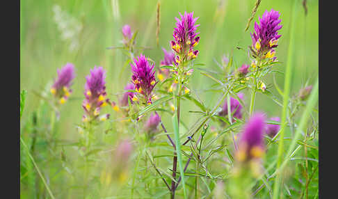 Acker-Wachtelweizen (Melampyrum arvense)