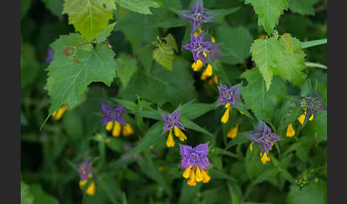 Hain-Wachtelweizen (Melampyrum nemorosum)