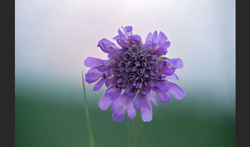 Acker-Witwenblume (Knautia arvensis)