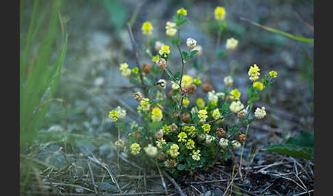 Hopfen-Luzerne (Medicago lupulina)