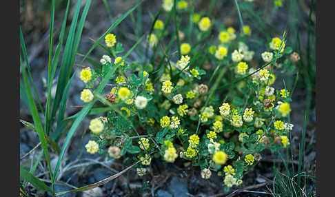 Hopfen-Luzerne (Medicago lupulina)