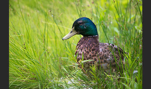 Stockente (Anas platyrhynchos)