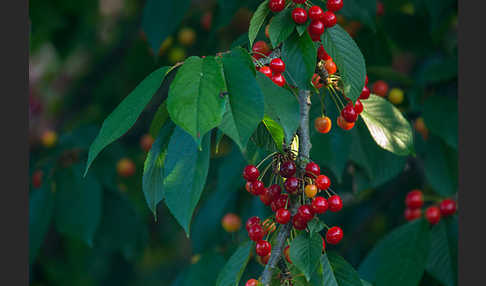 Süßkirsche (Prunus avium)