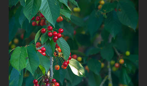 Süßkirsche (Prunus avium)