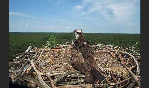 Fischadler (Pandion haliaetus)