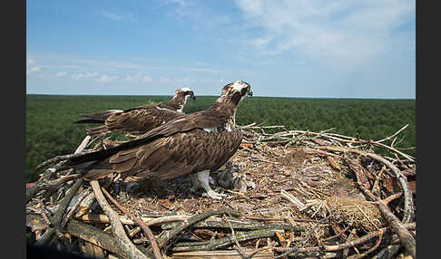 Fischadler (Pandion haliaetus)