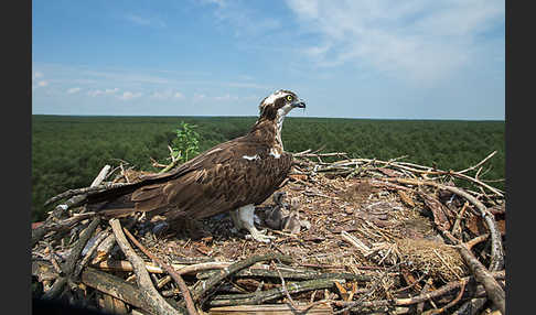 Fischadler (Pandion haliaetus)