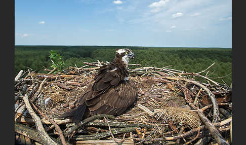 Fischadler (Pandion haliaetus)