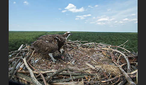 Fischadler (Pandion haliaetus)