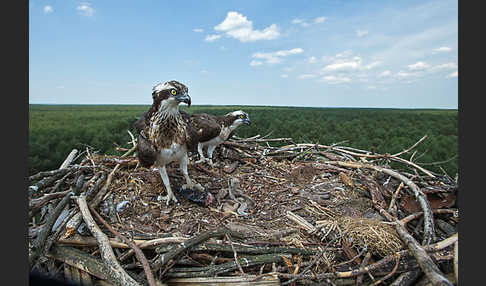 Fischadler (Pandion haliaetus)