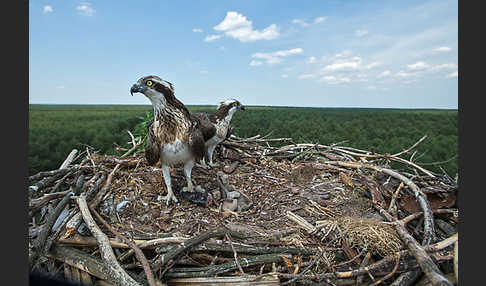 Fischadler (Pandion haliaetus)