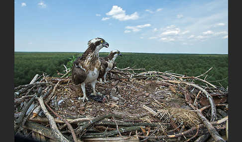 Fischadler (Pandion haliaetus)