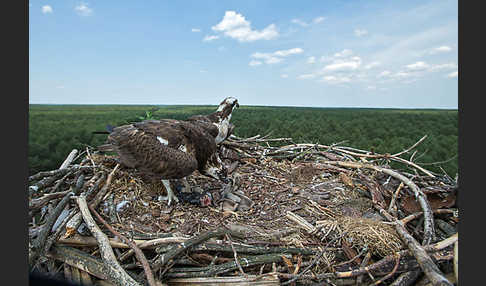 Fischadler (Pandion haliaetus)