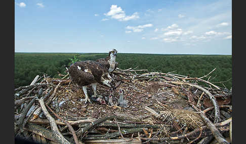 Fischadler (Pandion haliaetus)