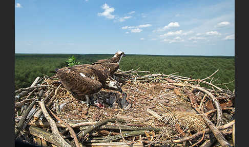 Fischadler (Pandion haliaetus)