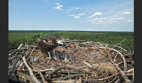 Fischadler (Pandion haliaetus)