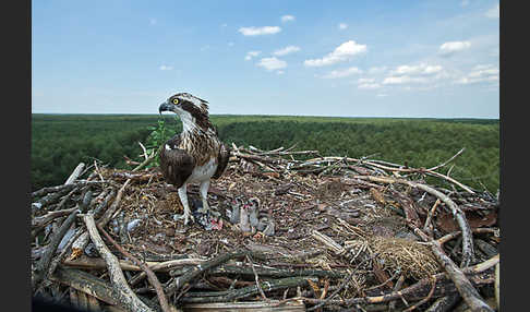 Fischadler (Pandion haliaetus)