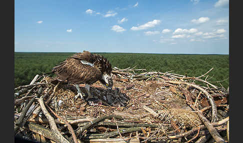 Fischadler (Pandion haliaetus)