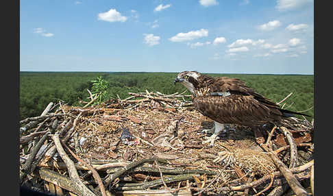 Fischadler (Pandion haliaetus)