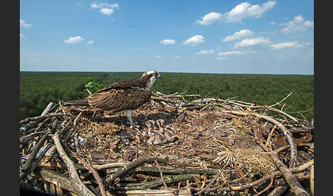 Fischadler (Pandion haliaetus)