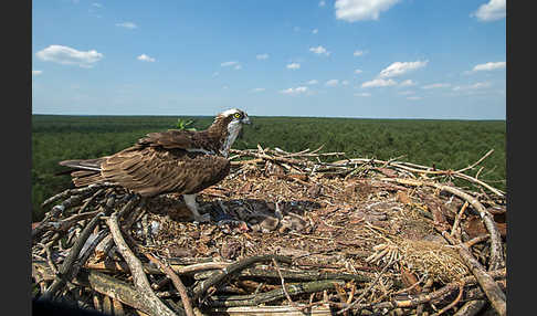 Fischadler (Pandion haliaetus)