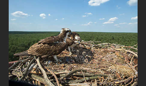 Fischadler (Pandion haliaetus)