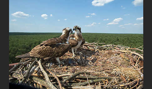 Fischadler (Pandion haliaetus)