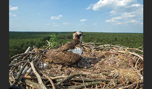 Fischadler (Pandion haliaetus)