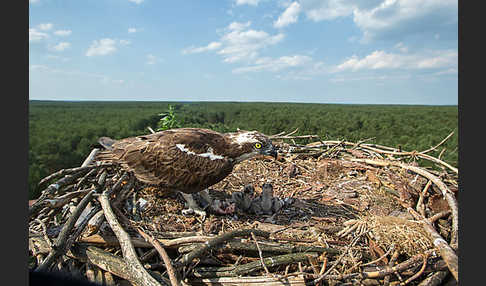 Fischadler (Pandion haliaetus)