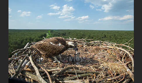 Fischadler (Pandion haliaetus)