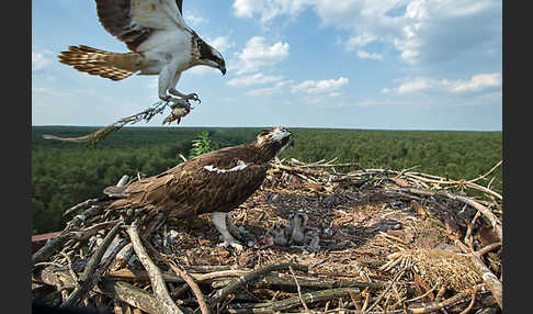 Fischadler (Pandion haliaetus)