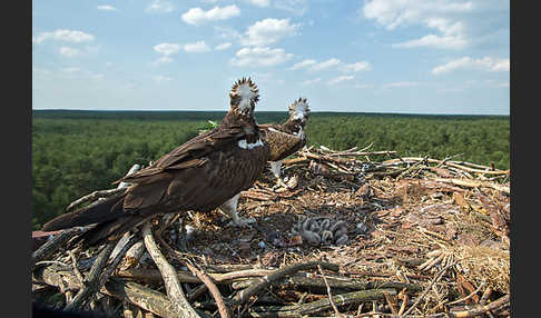 Fischadler (Pandion haliaetus)