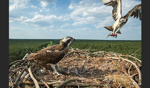 Fischadler (Pandion haliaetus)