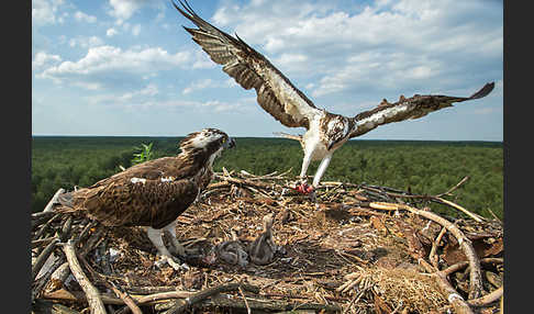 Fischadler (Pandion haliaetus)