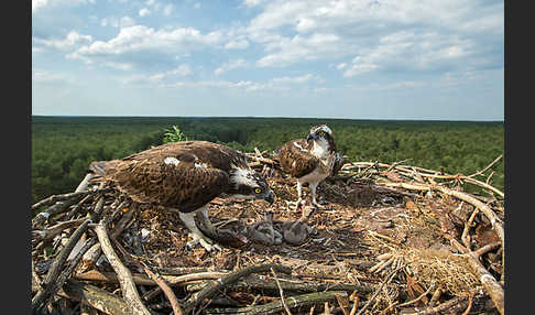 Fischadler (Pandion haliaetus)