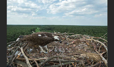 Fischadler (Pandion haliaetus)