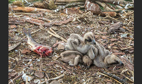 Fischadler (Pandion haliaetus)